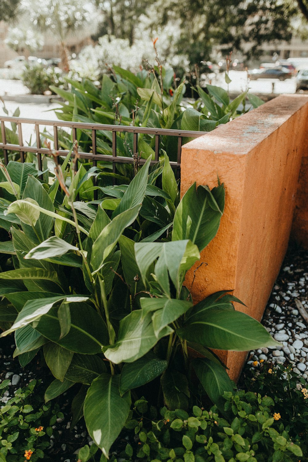 ovate green-leafed plant