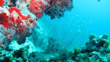 A vibrant underwater scene featuring colorful coral formations with shades of red and green. Delicate, branching coral structures extend into the bright blue water, surrounded by various small marine plants.