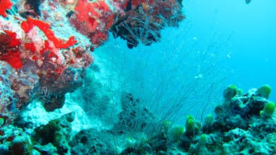 A vibrant underwater scene featuring colorful coral formations with shades of red and green. Delicate, branching coral structures extend into the bright blue water, surrounded by various small marine plants.