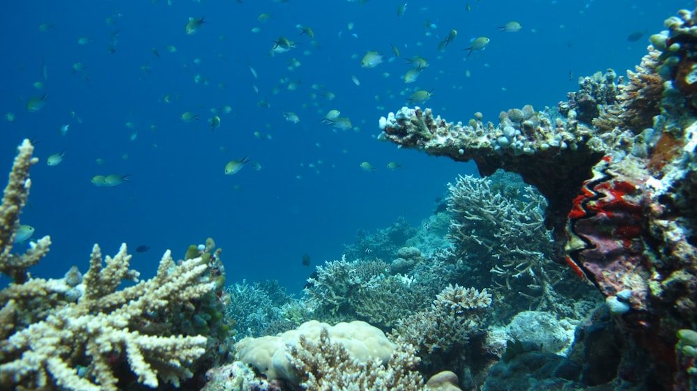 shoal of fish swimming under water above corals