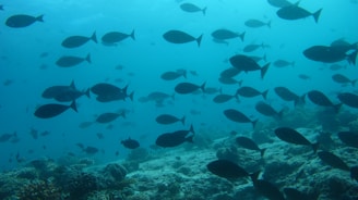 school of black fish