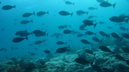 school of black fish