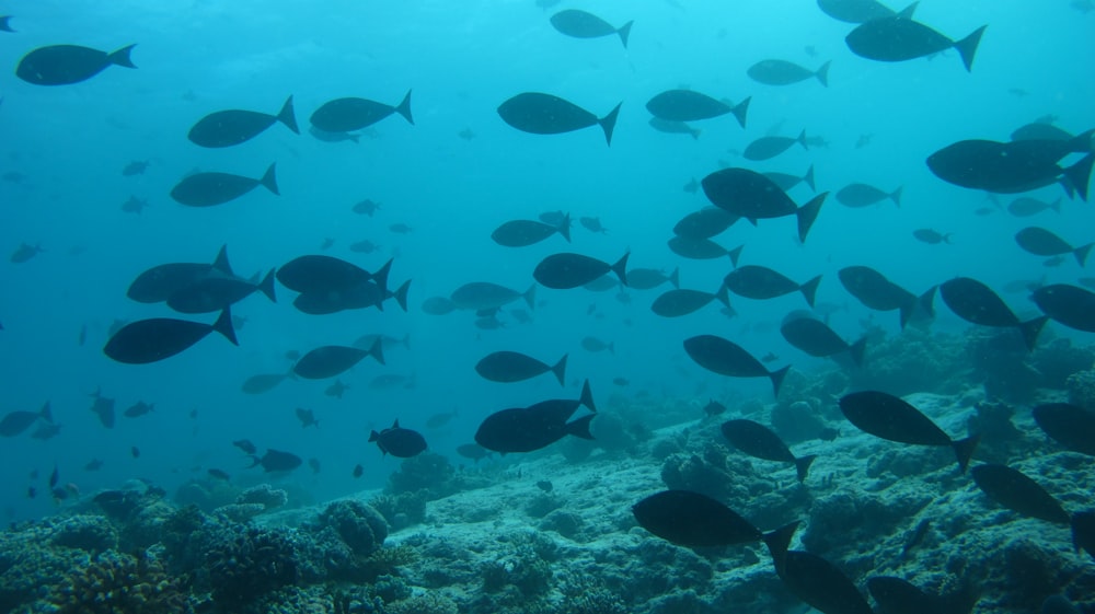 school of black fish