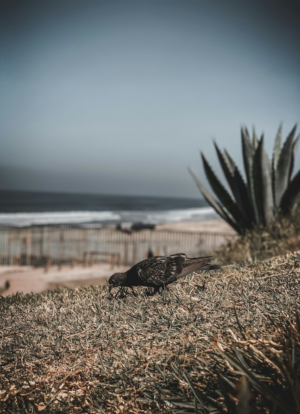 black and brown bird