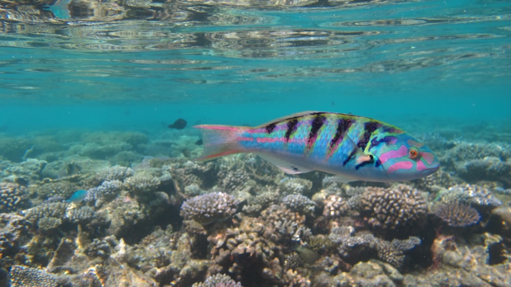 blue and black fish underwater photography