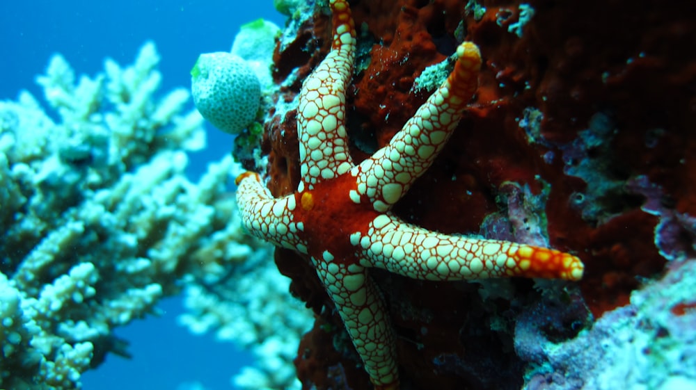 red and white starfish on coral