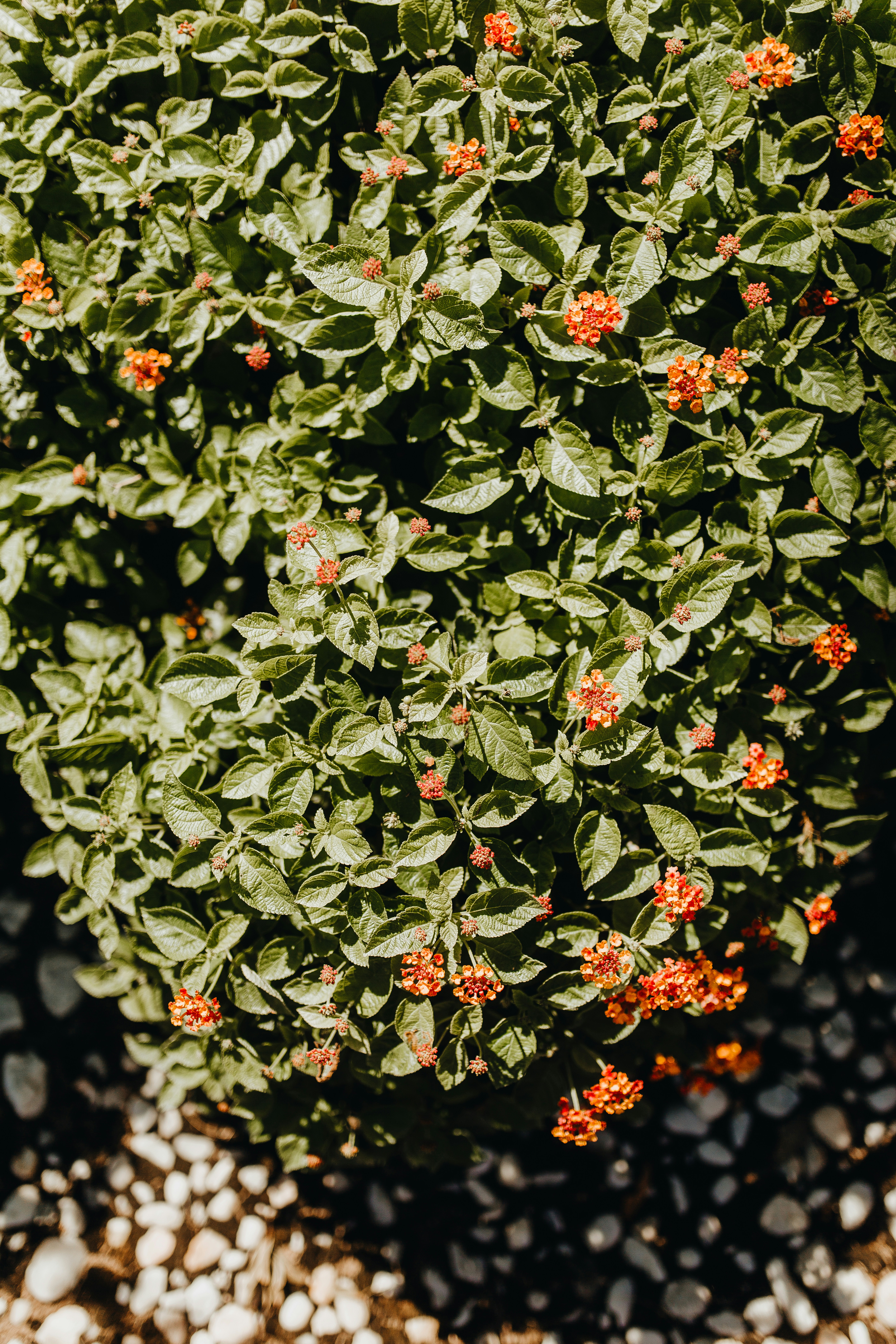 Reading Plant Signs: When Your Garden Needs Water