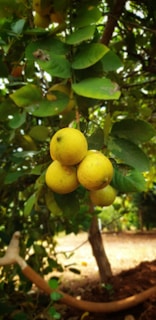 A vibrant display of handpicked organic lemons from Clodagh's grove.