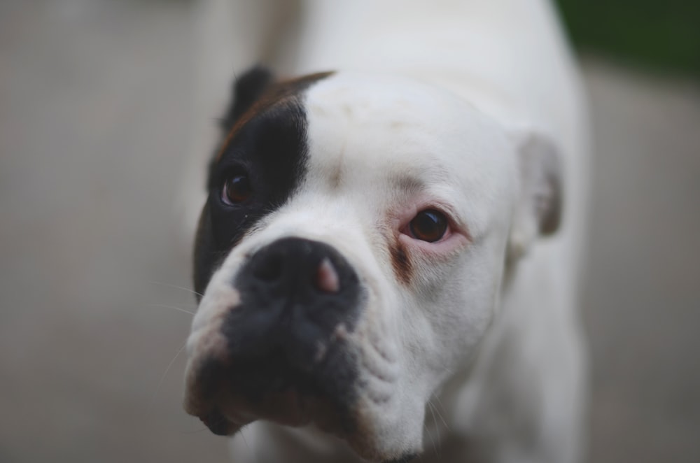 closeup photography of white dog