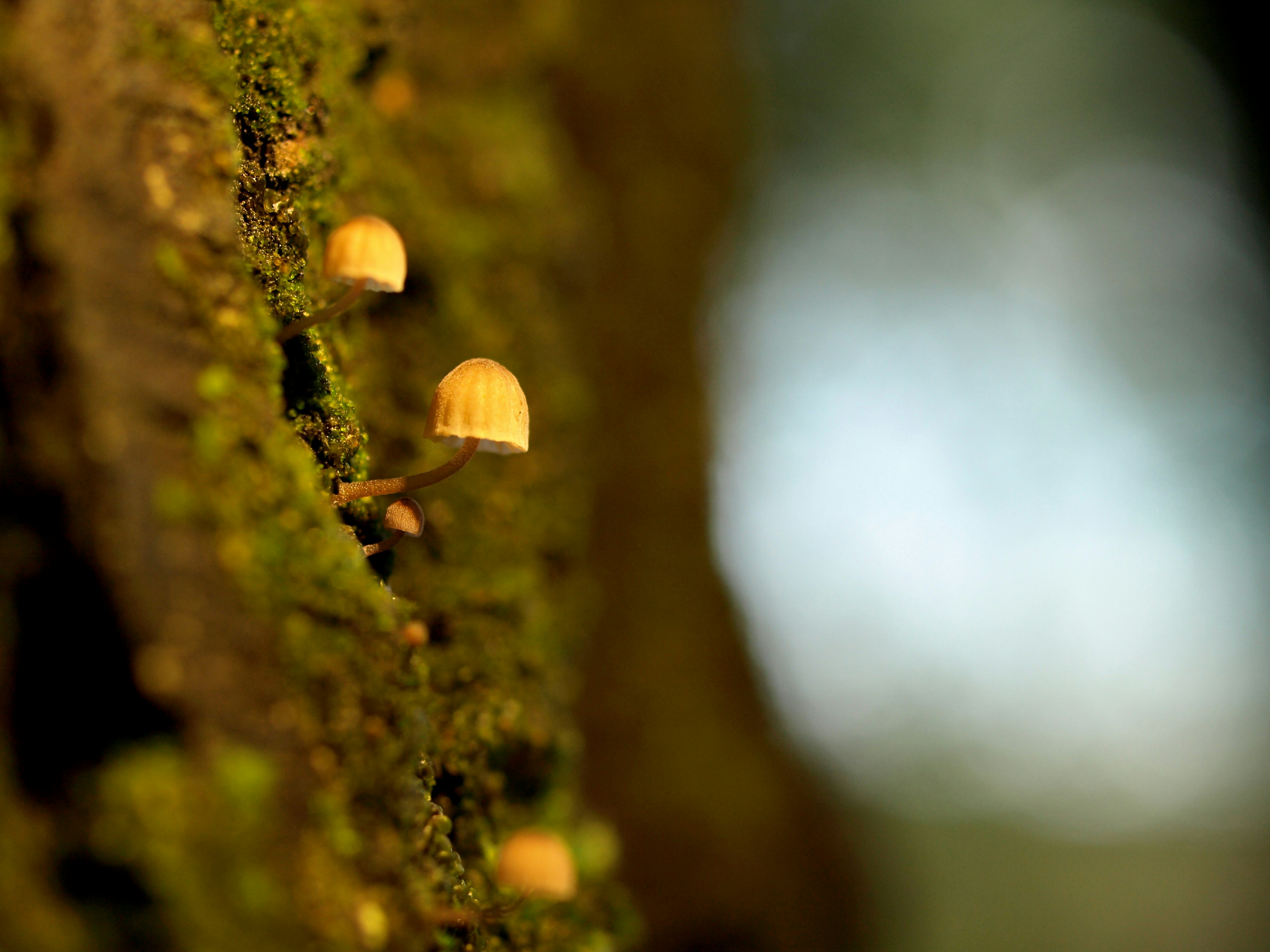 Champiñones marrones