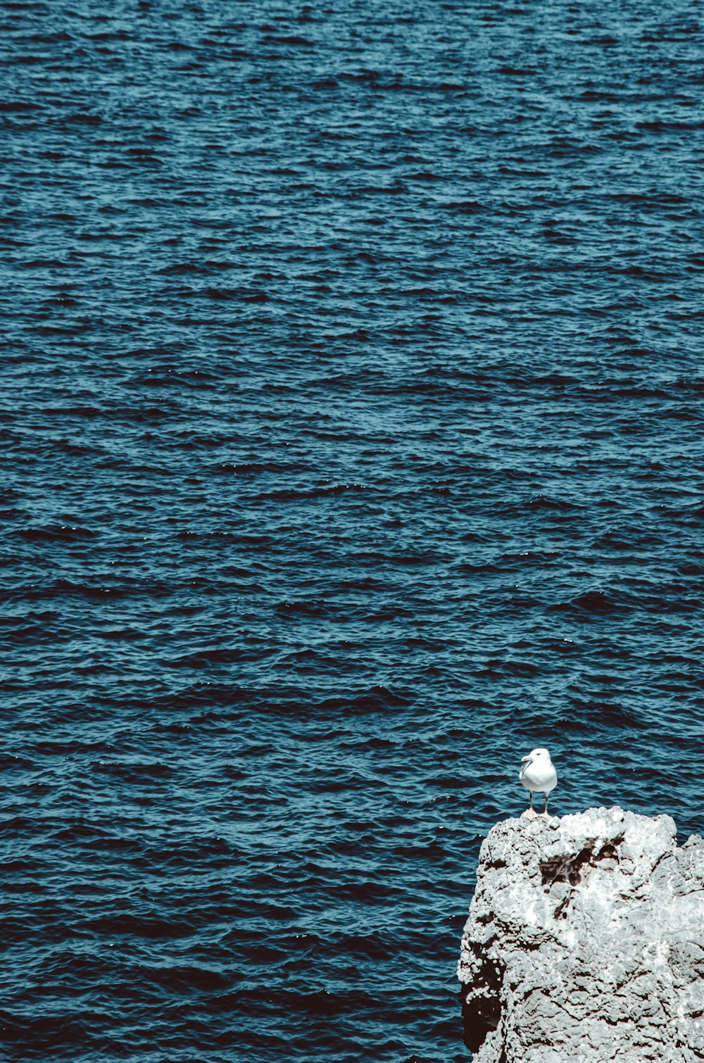 white bird on rock beside sea