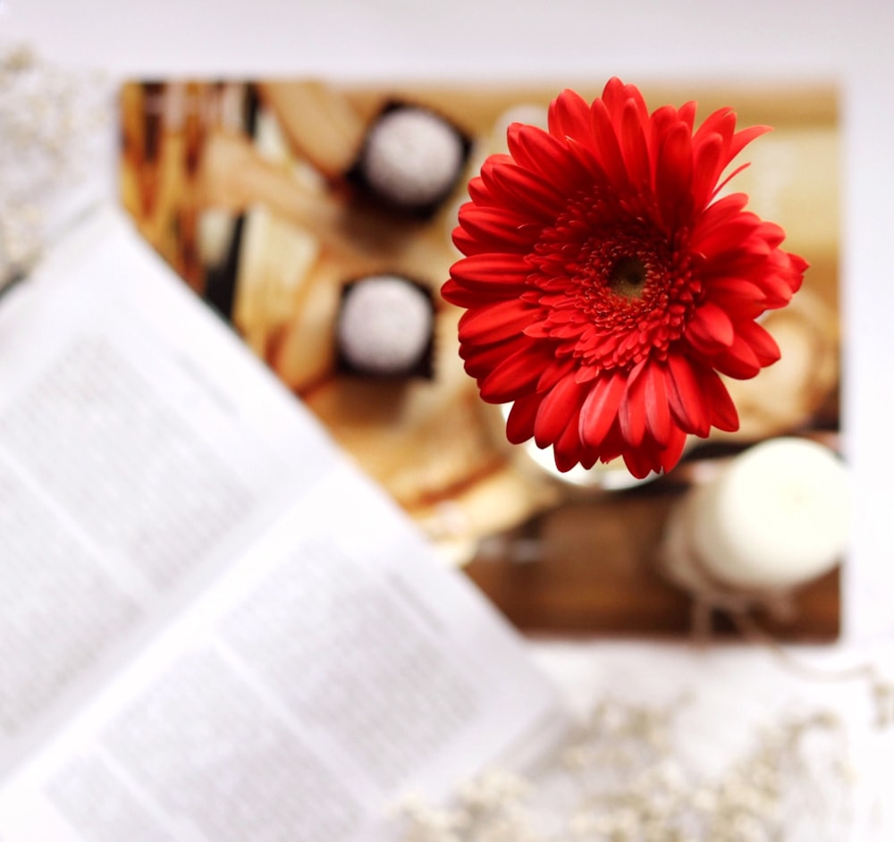 red cluster flower