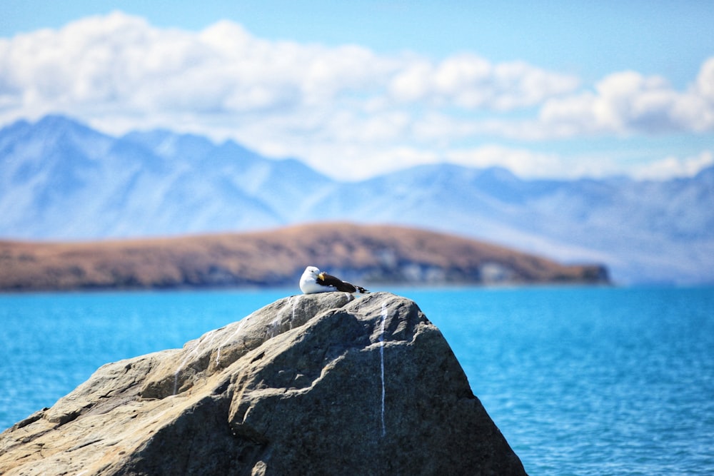 gray bird on rock formation beside sea