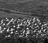 A densely packed village with numerous white houses featuring dark roofs, nestled closely together. Surrounding the village, there are lush trees and a river flowing nearby. In the background, agricultural fields and a road can be seen, suggesting a rural setting.