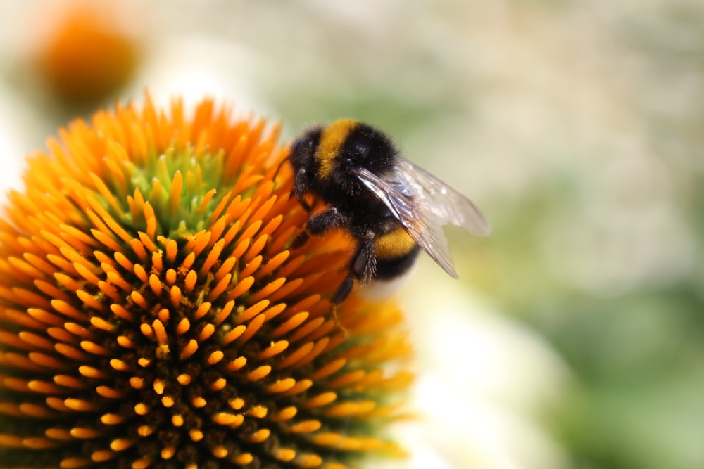 a close up of a bee on a flower