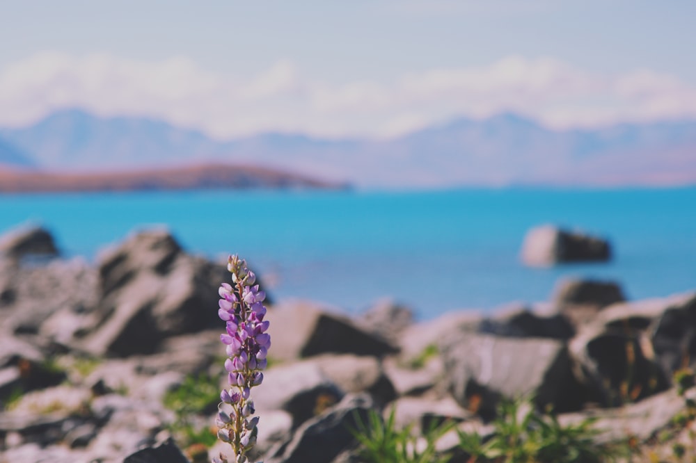 purple flowers near gray rocks and body of water