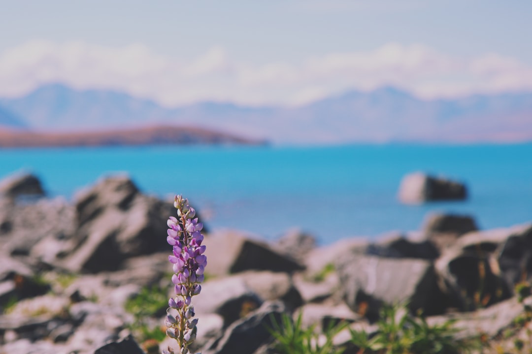 purple flowers near gray rocks and body of water
