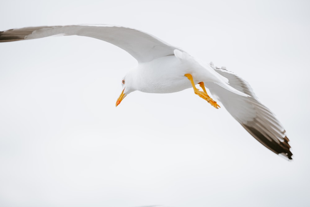 weißer und schwarzer Vogel