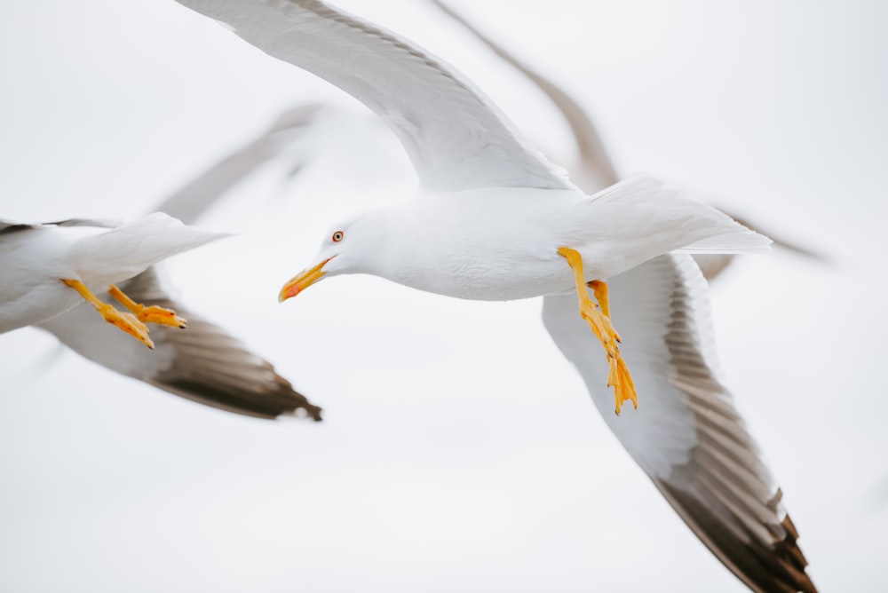 two white birds on mid air