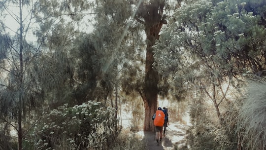 people walking beside trees in Semeru Indonesia