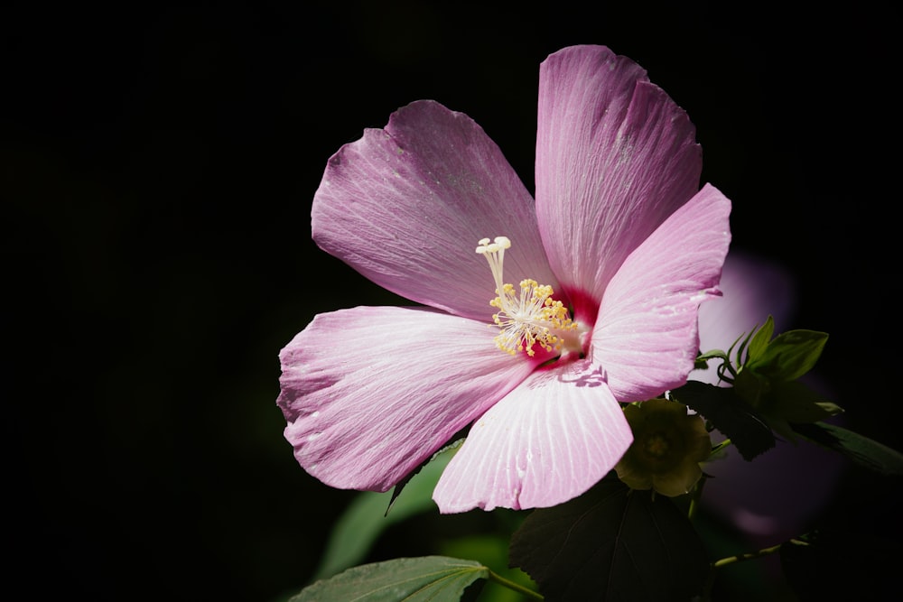 pink hibiscus flower