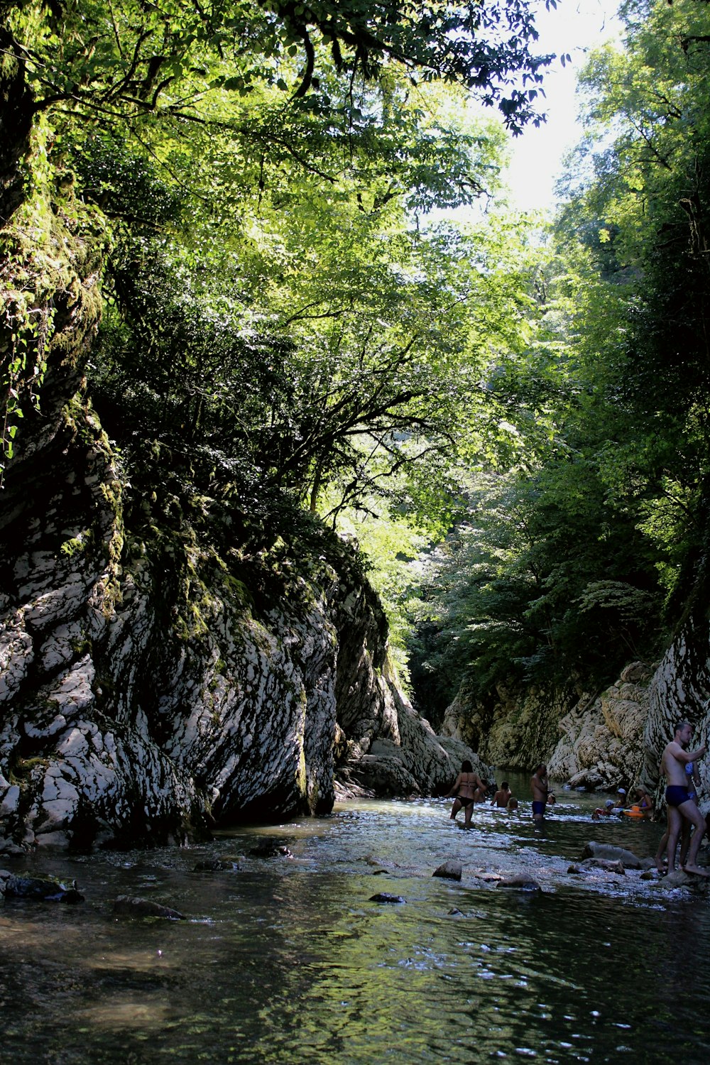 trees near river