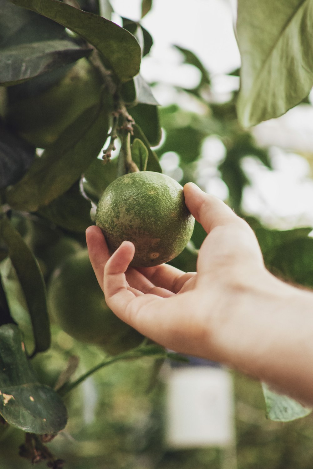 round green fruit