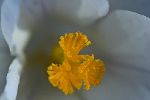 Close-up of wildflower pollen granules in a small glass bowl with sunlight filtering through.