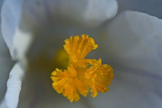 A close-up of a flower's stamen with yellow pollen grains against a soft, blurred background of white petals.