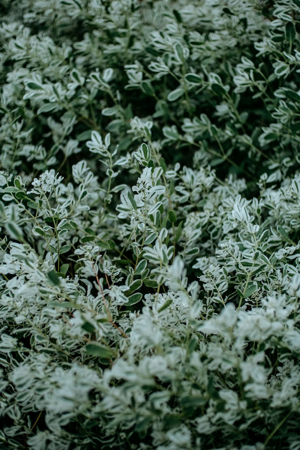 green leafed plants