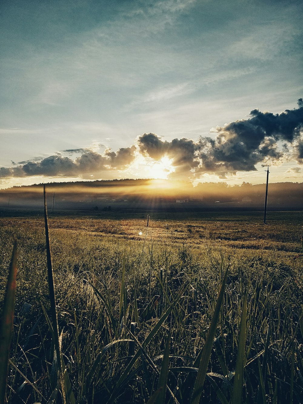 grass field