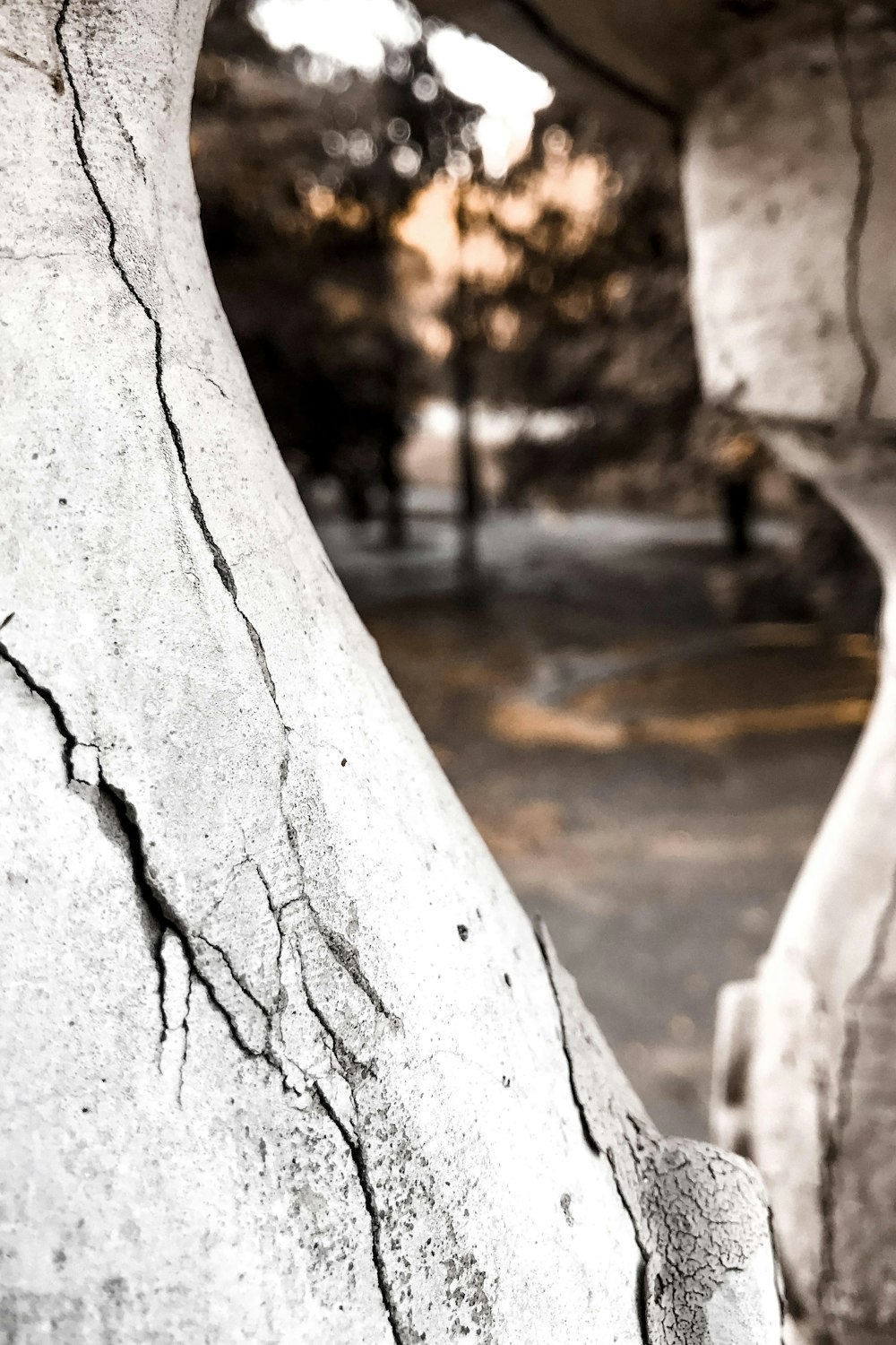 a close up of the bark of a tree