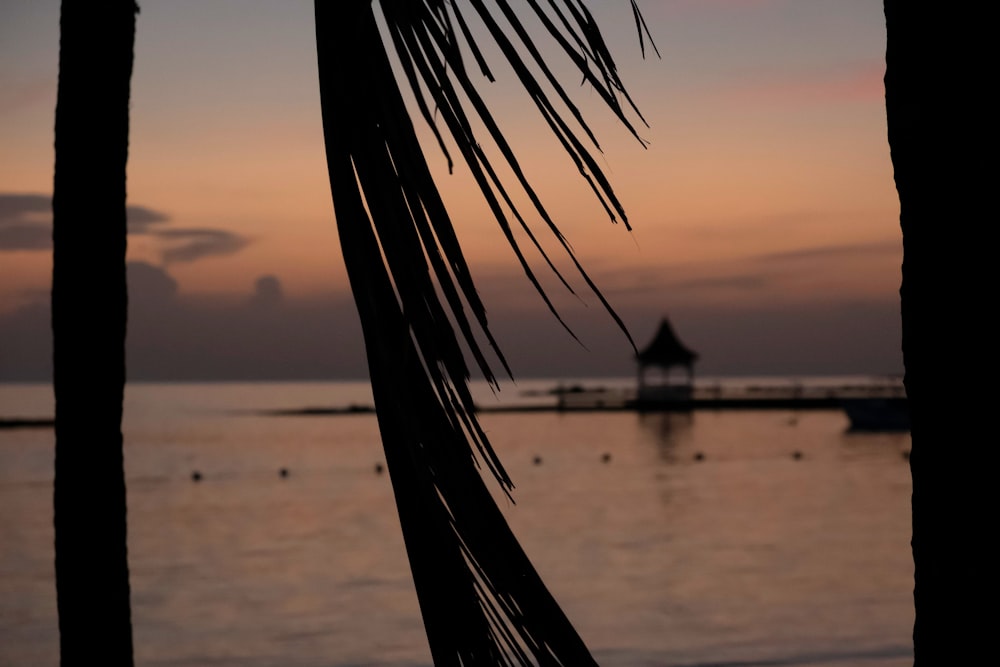 silhouette photography of coconut tree by the sea