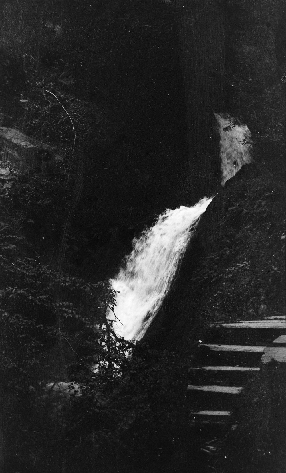 water springs surrounded by trees