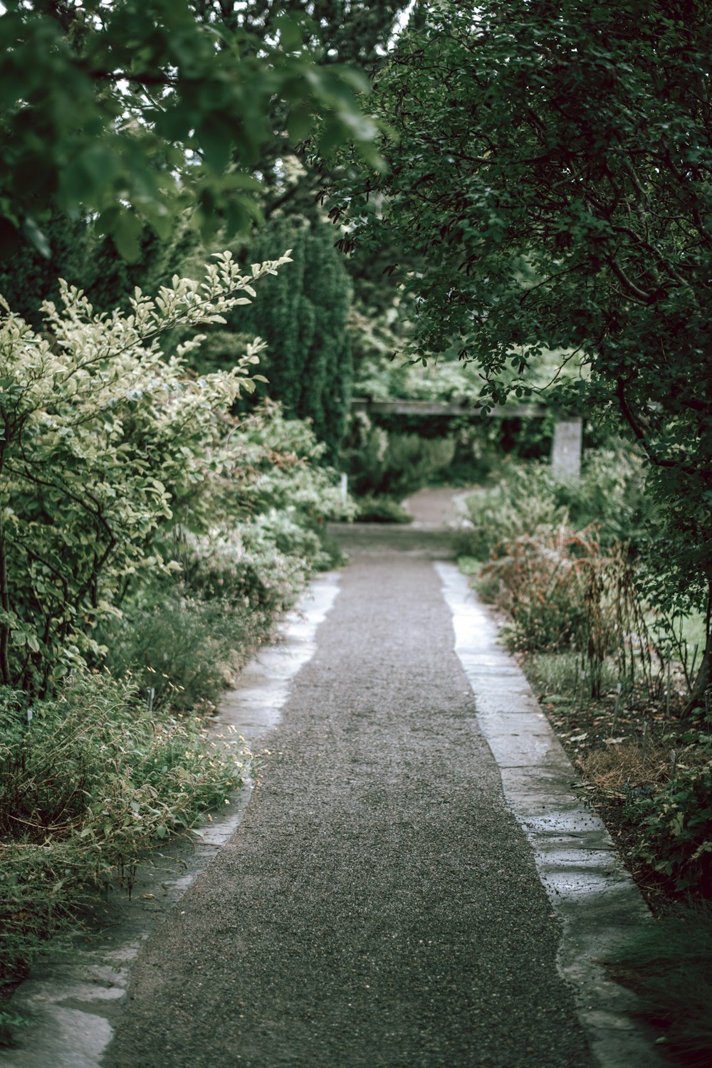 green plant and pathway