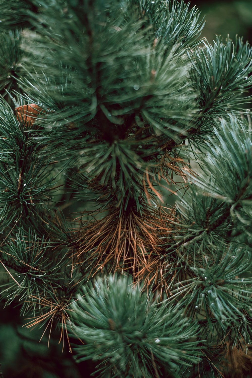 green pine tree