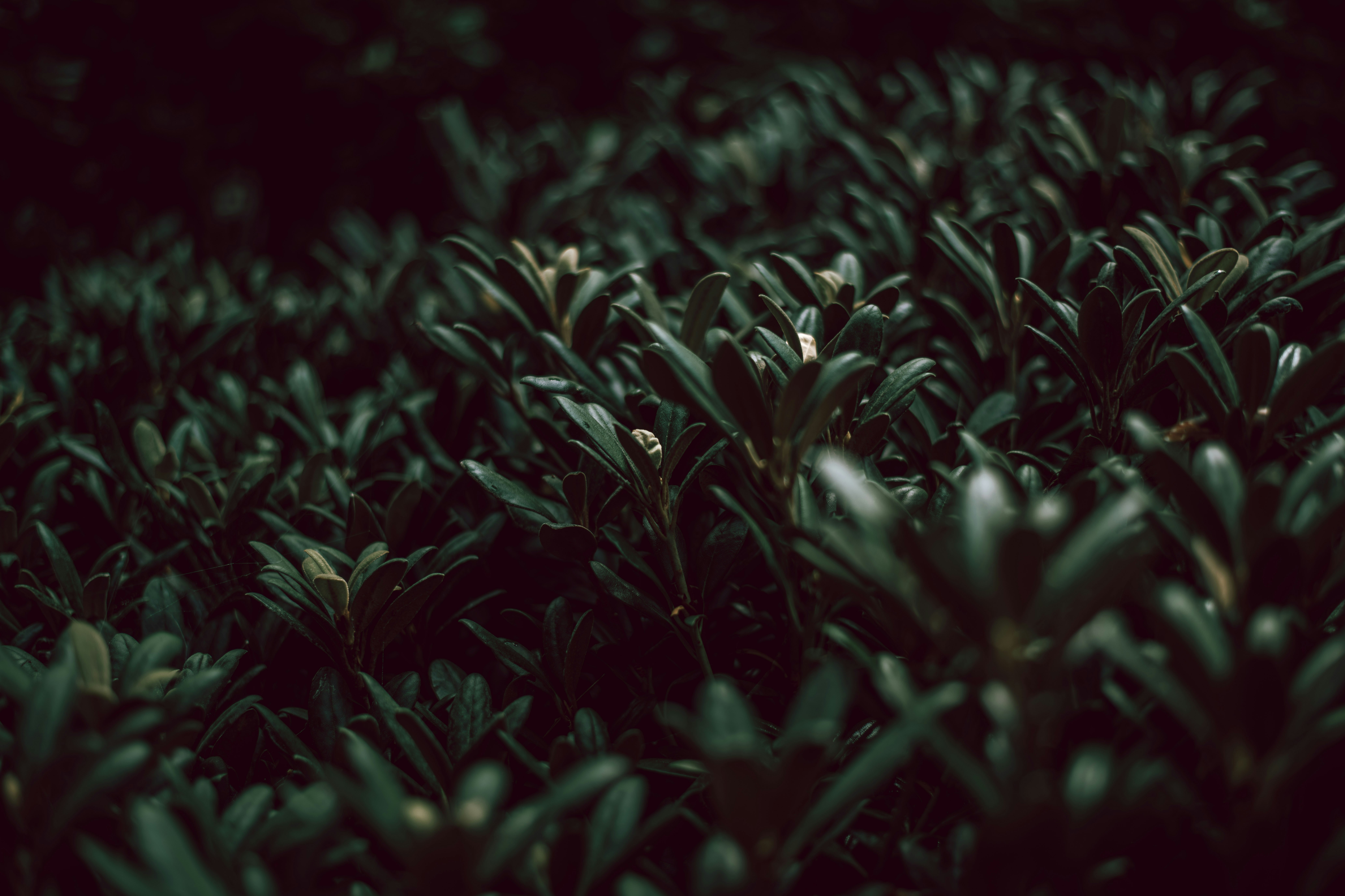 Photo by eknoll