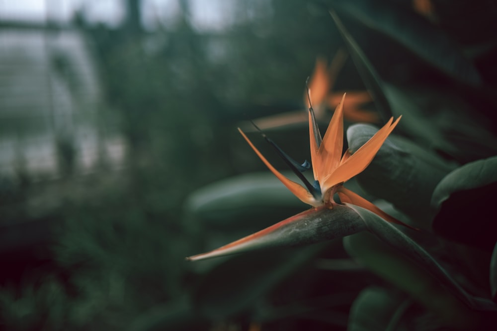 orange flower with green leaves macro photography