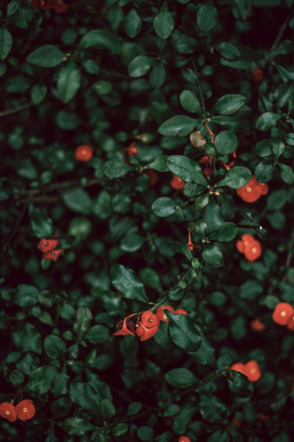 red and green Euphorbia milii plant