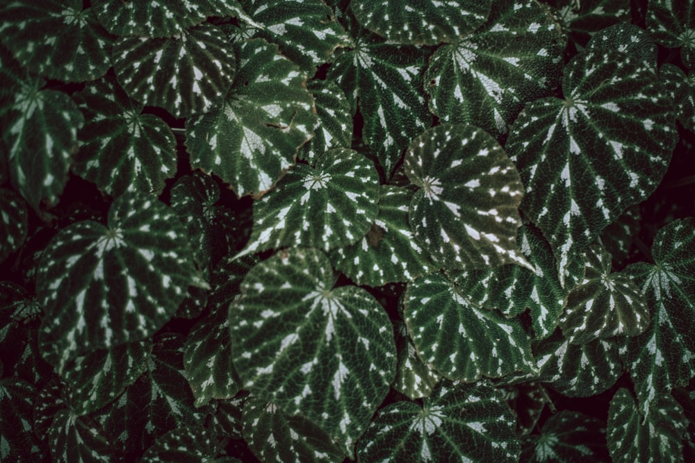 green leafed plant