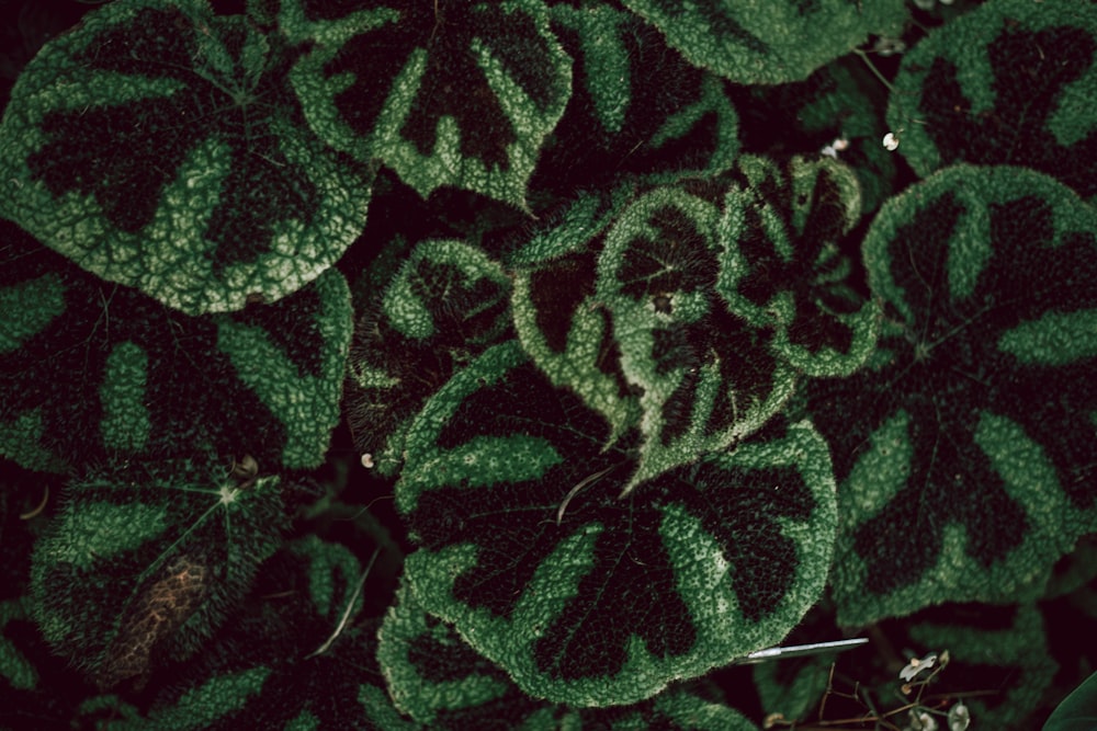 green-leafed plant