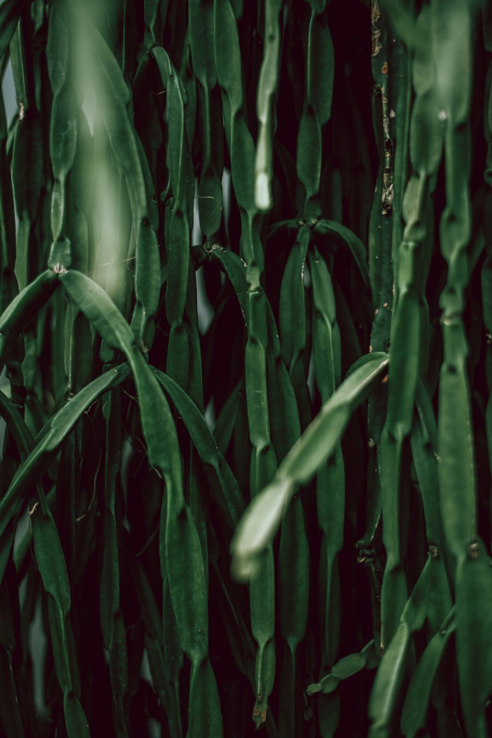 green cacti