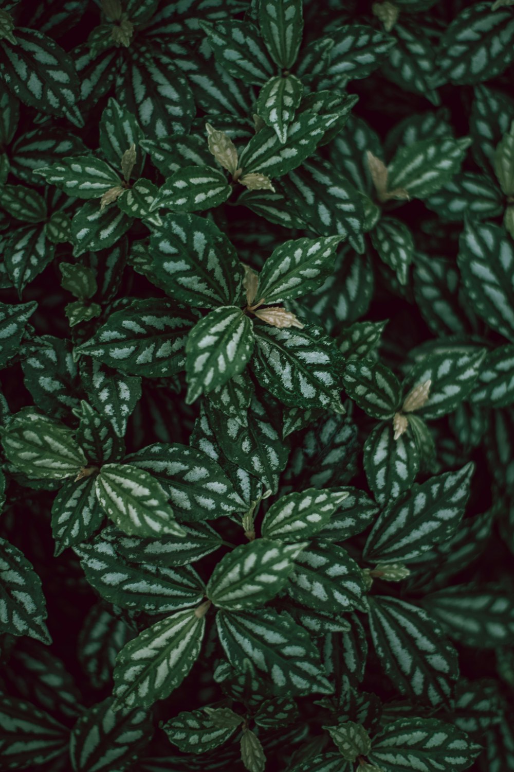 photo of green and white bush plant