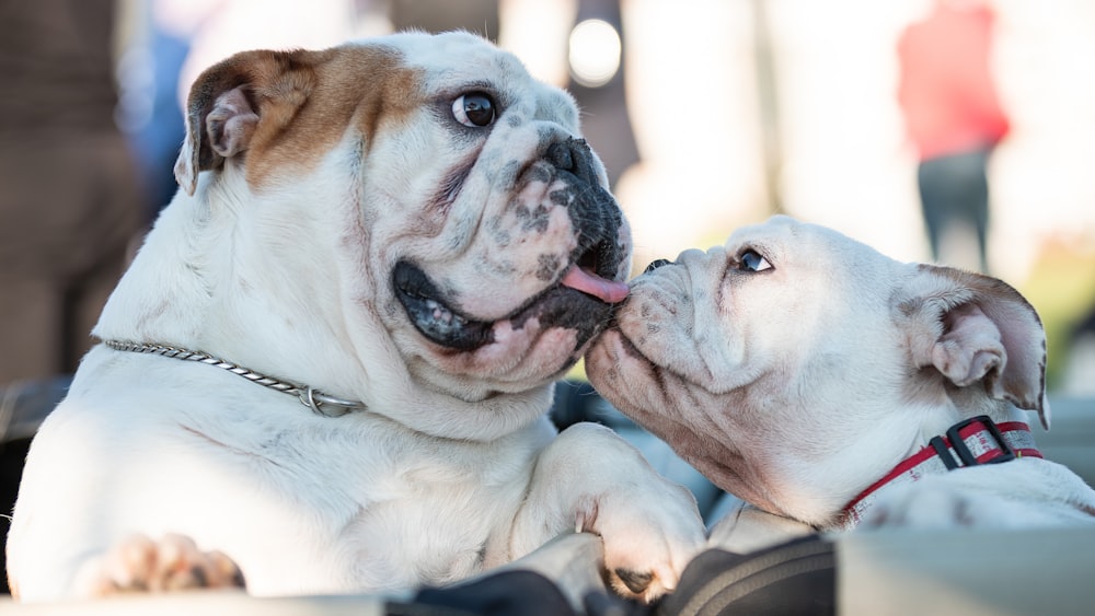 two short-coated white dogs facing each other