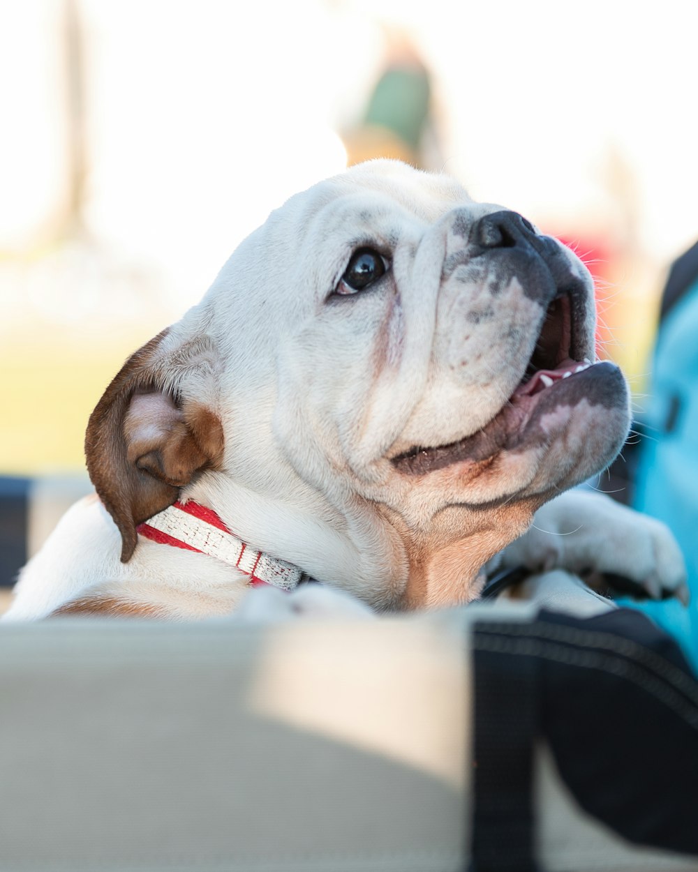 short-coated white dog