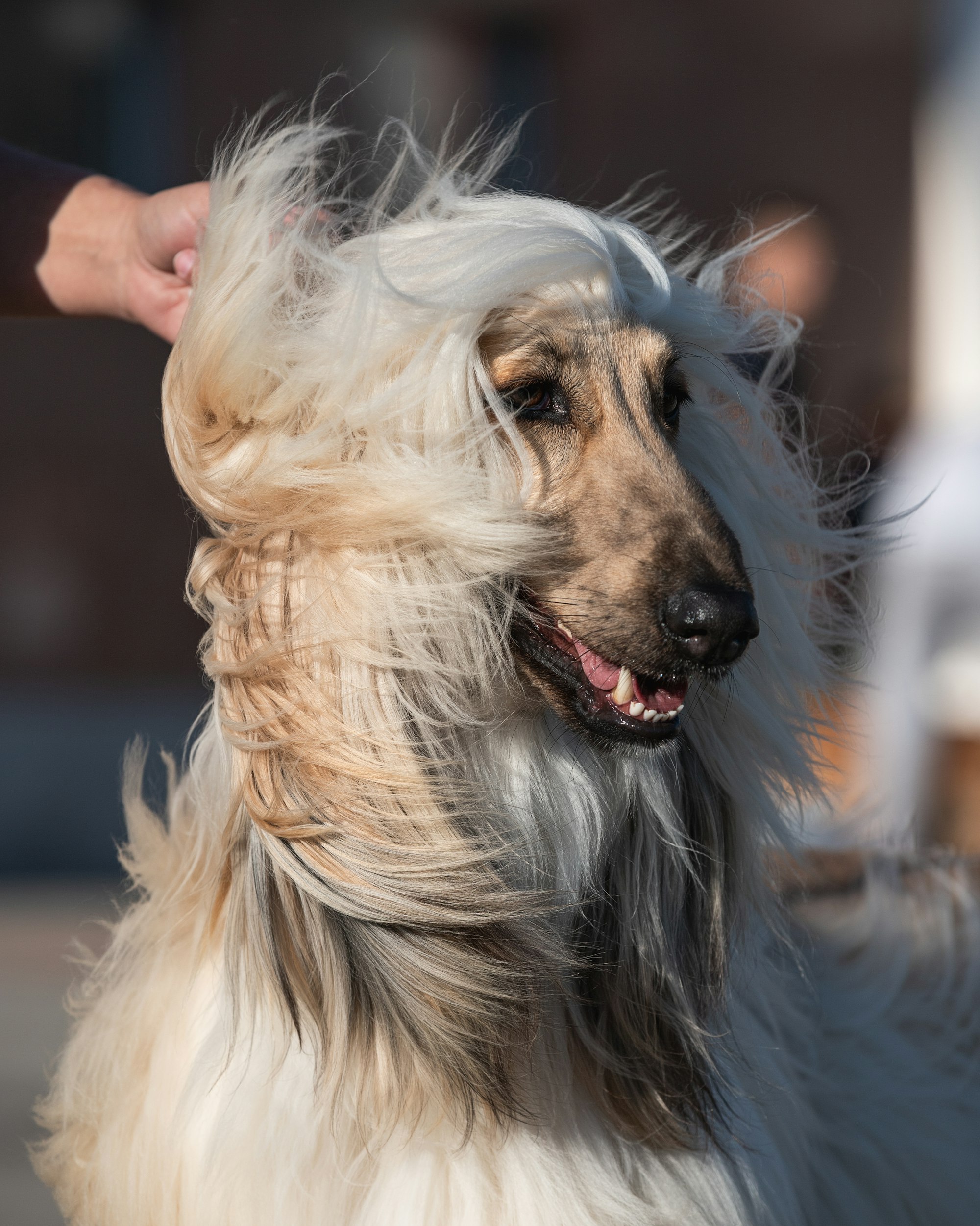 long-coated white Afghan Hound dog