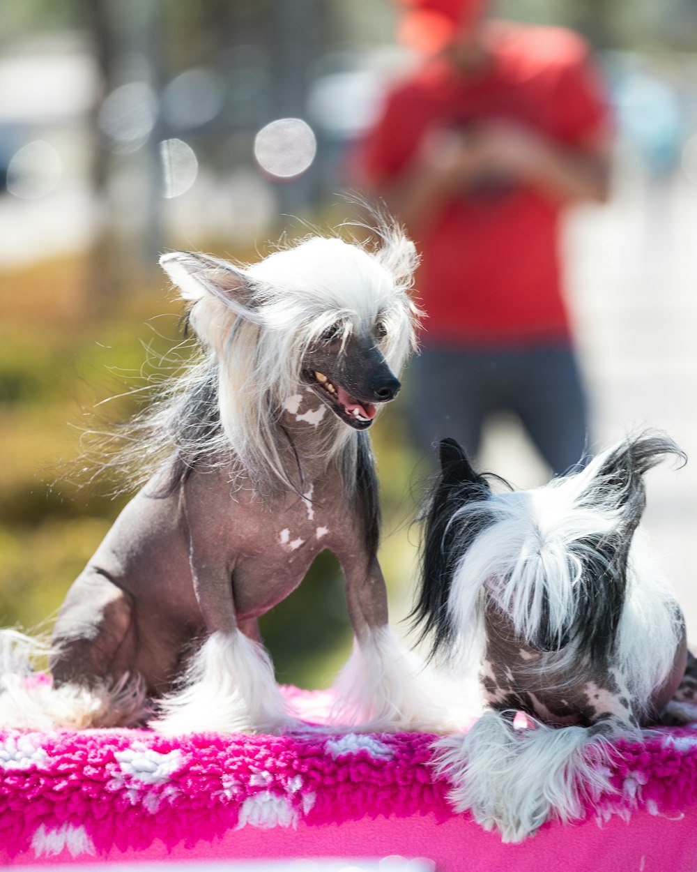 photo of white and brown dog