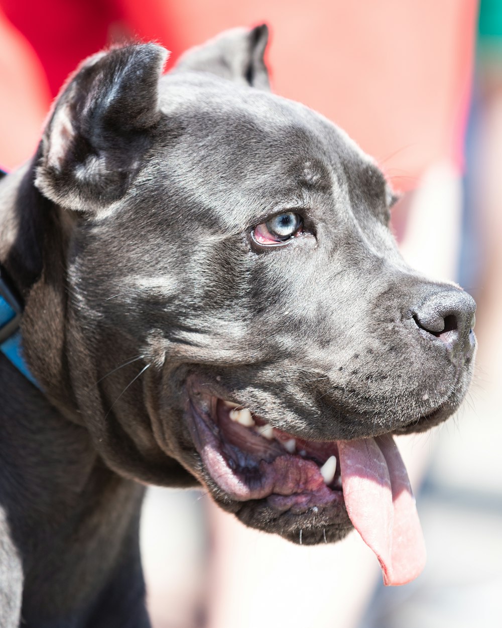 short-coated gray dog