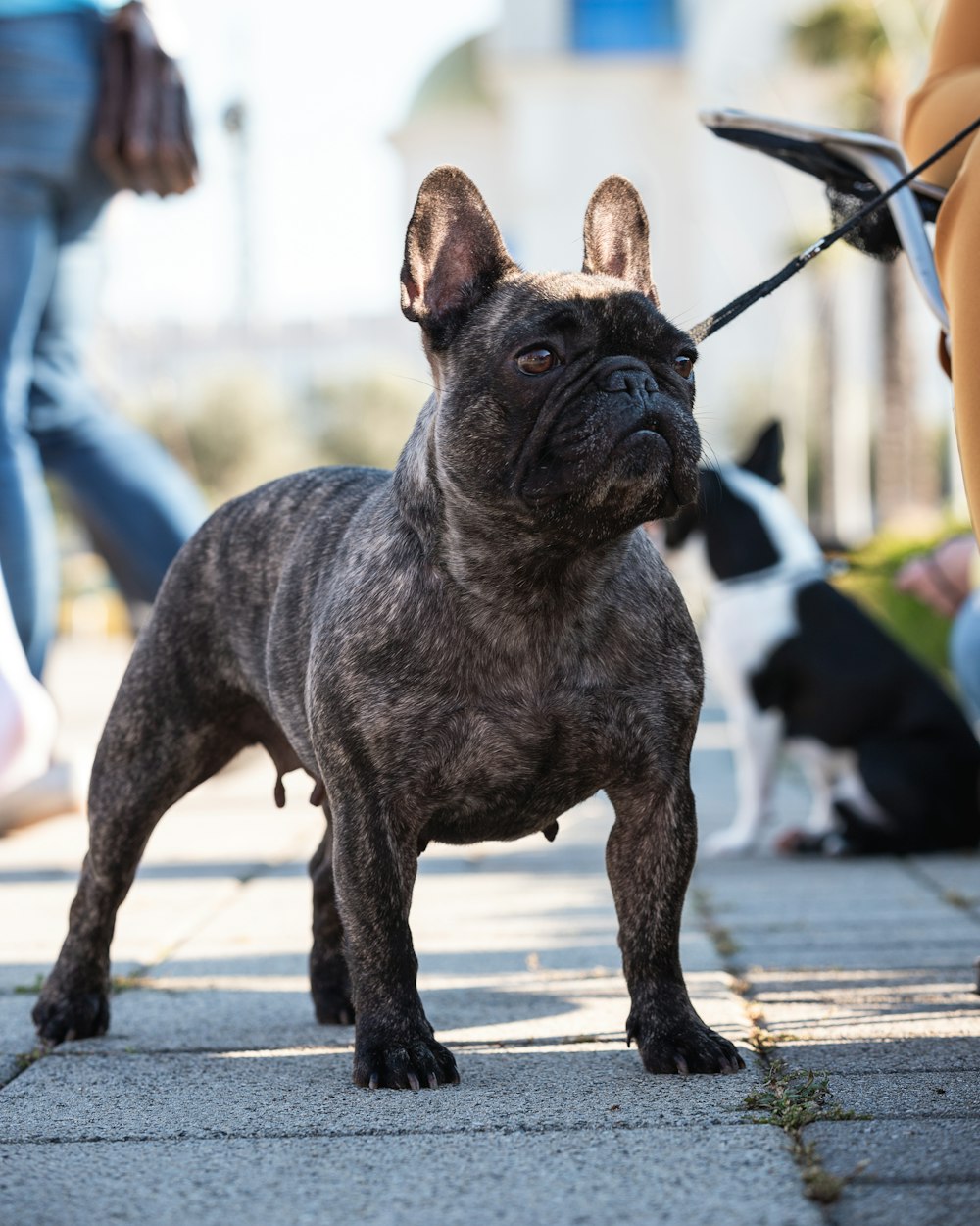 sort-coated brown dog standing on ground