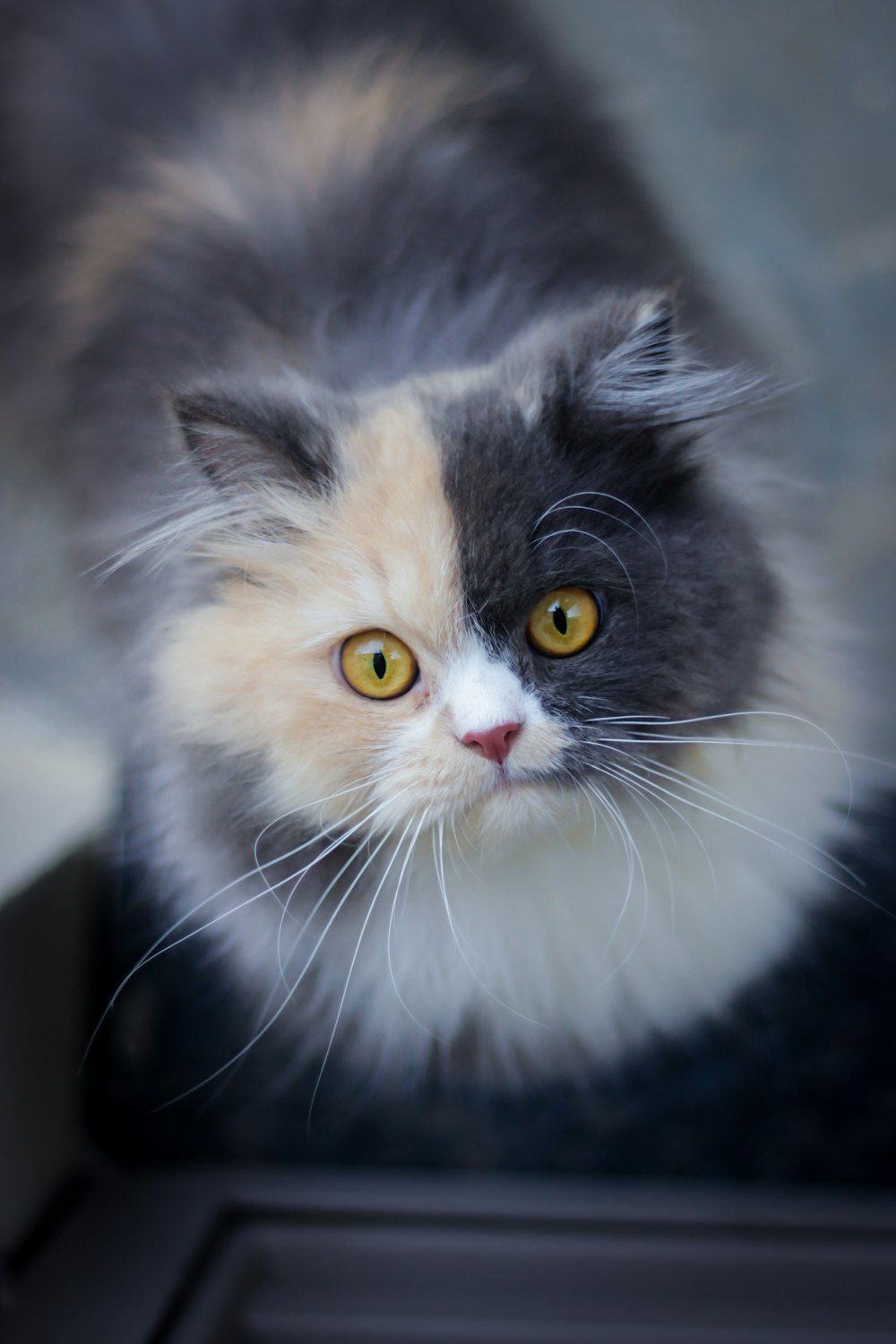 chat noir et blanc à poil court